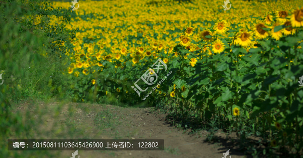 向陽(yáng)花