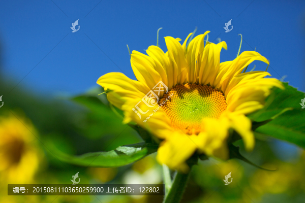 向陽花