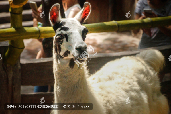 羊駝