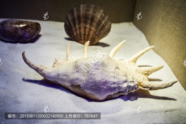 貝殼