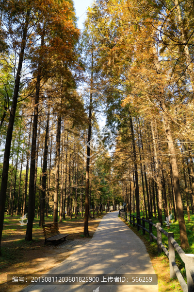 森林公園