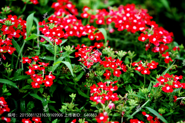 花卉