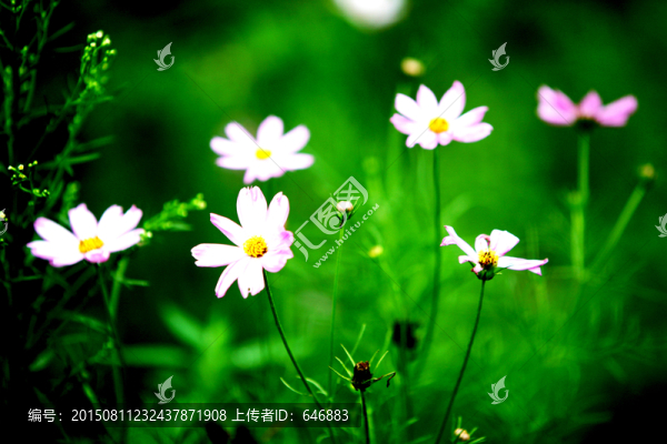 花卉