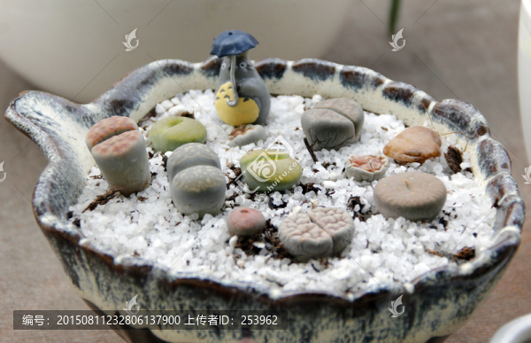 多肉植物,石生花