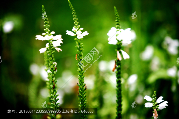 花卉