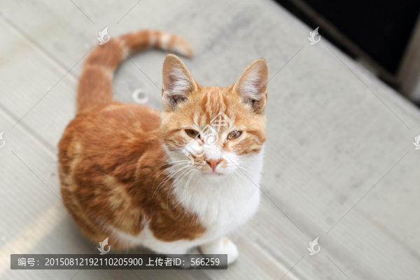 貓