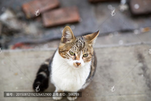 貓