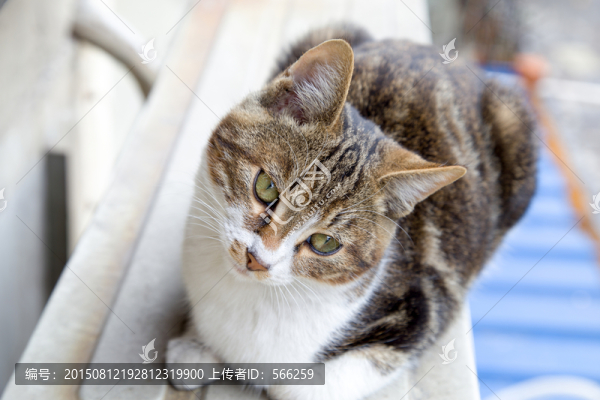 貓