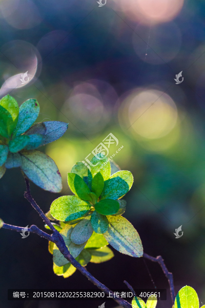 綠色植物背景