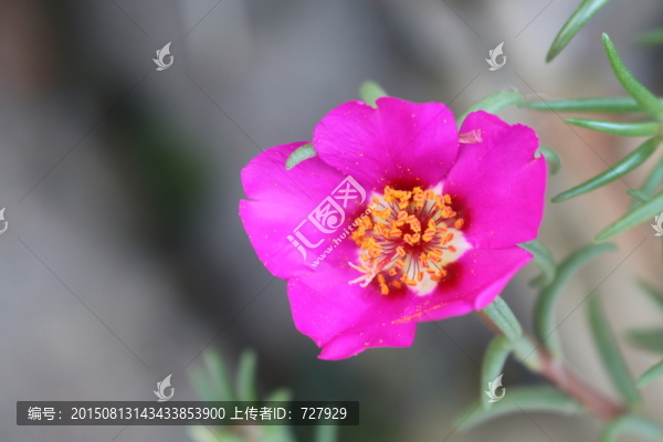 玫紅色太陽(yáng)花