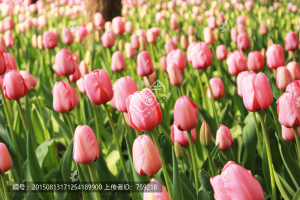 郁金香