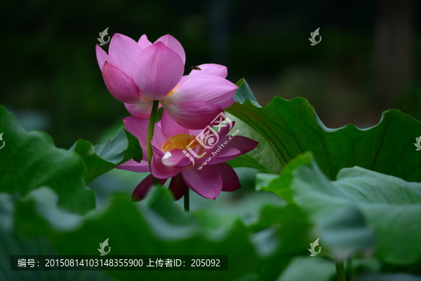 荷花