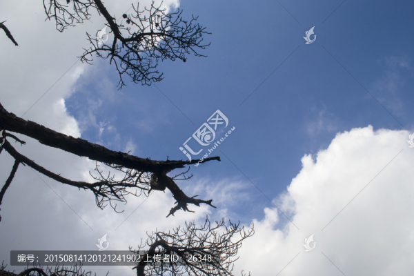 天空樹(shù)影