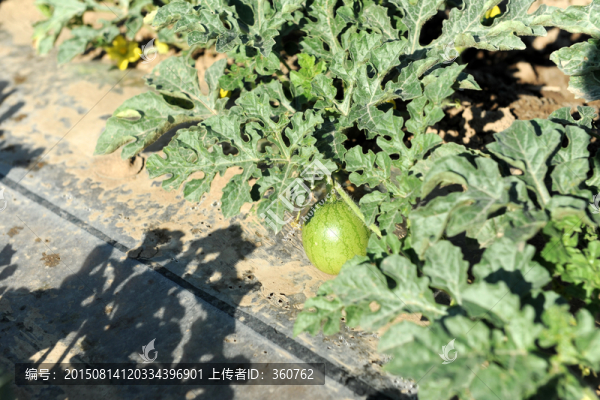 西瓜種植