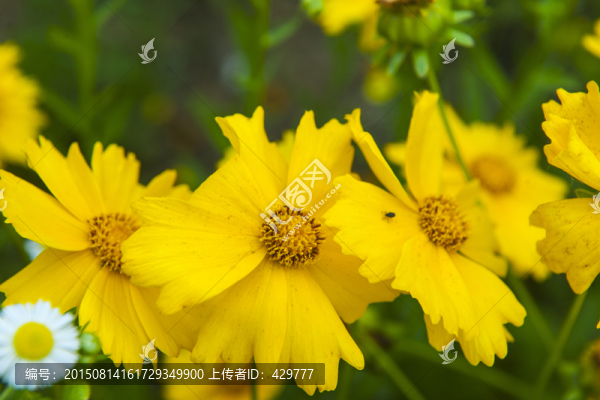 花草