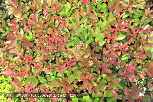 紅葉石楠