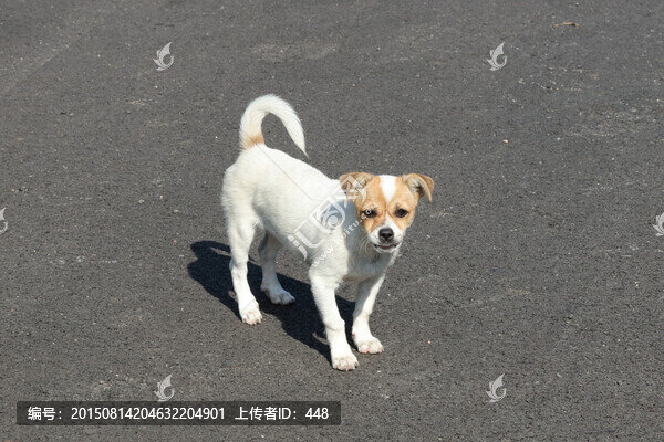 狗,犬,吉娃娃