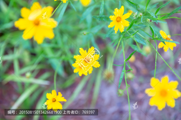 花卉