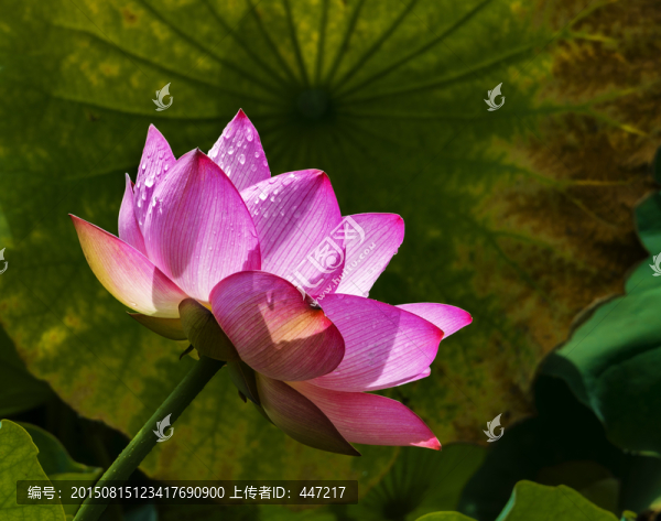 荷花