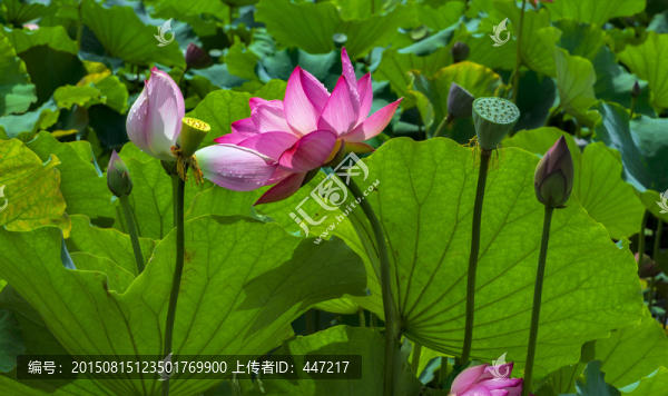 荷花