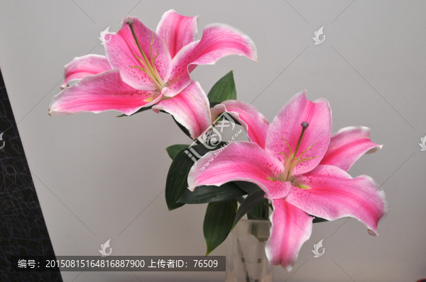 百合花素材