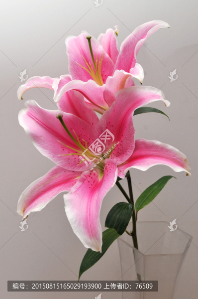 百合花素材