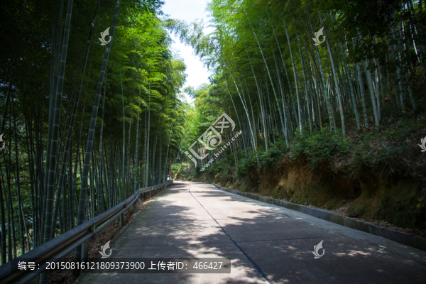 竹林中的寬道