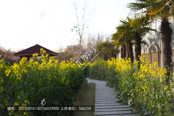 花海