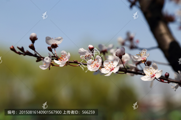 春天櫻花
