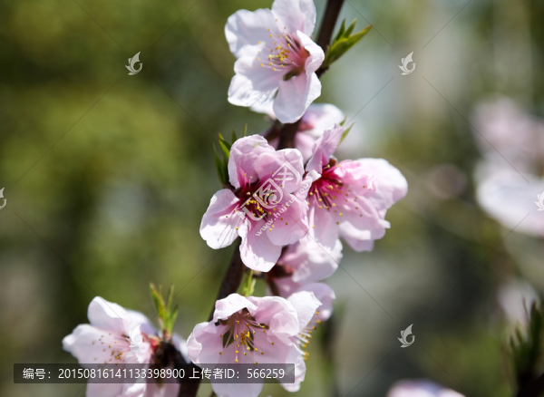 桃花