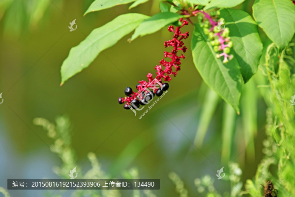 植物,野生植物,野花