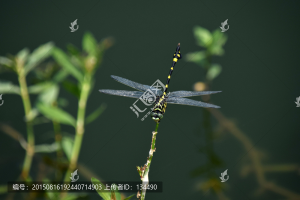 蜻蜓,昆蟲