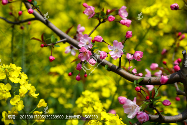 櫻花