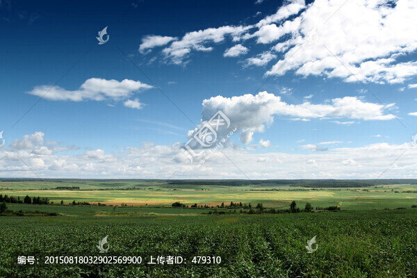 大豆田,黃豆