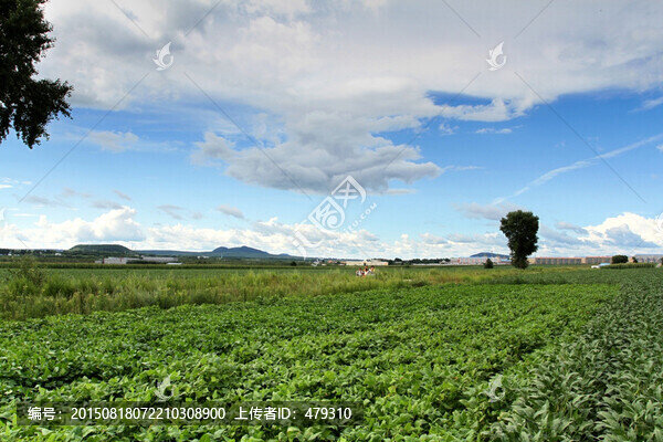 大豆田,黃豆