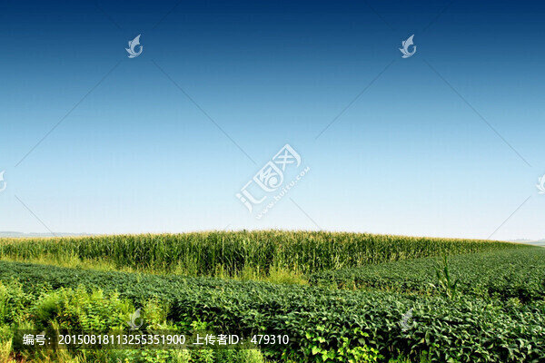大豆田,玉米地