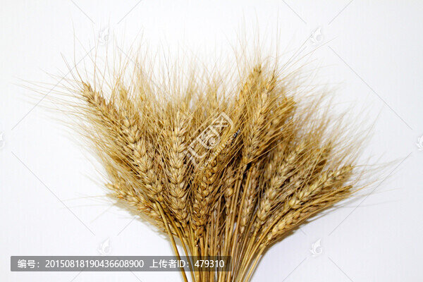 麥穗