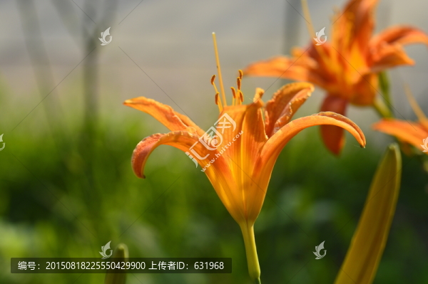 花朵