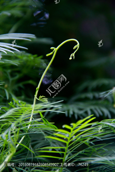 清新雨后水滴綠色藤蔓植物