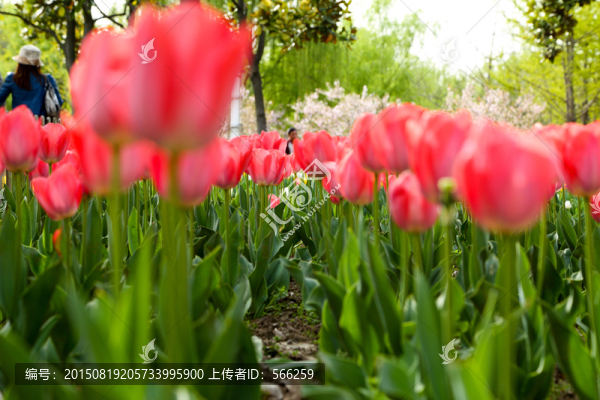 郁金香