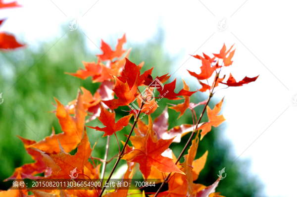 唯美紅葉唯攝影