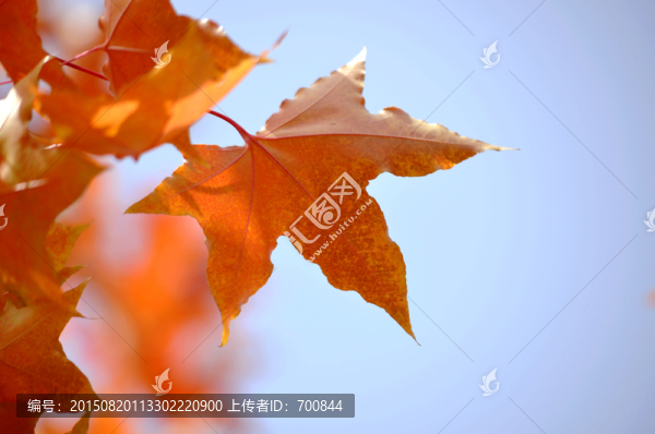 唯美紅葉攝影