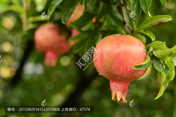 石榴