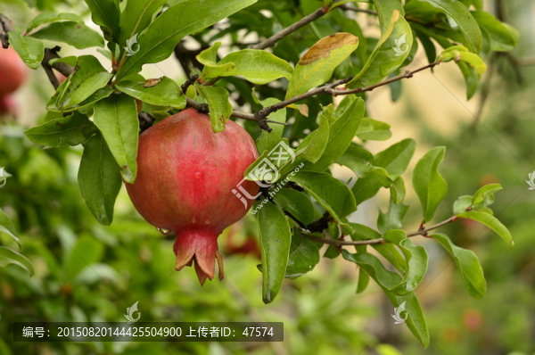 石榴