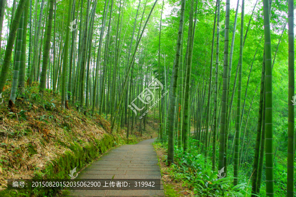 竹林小徑