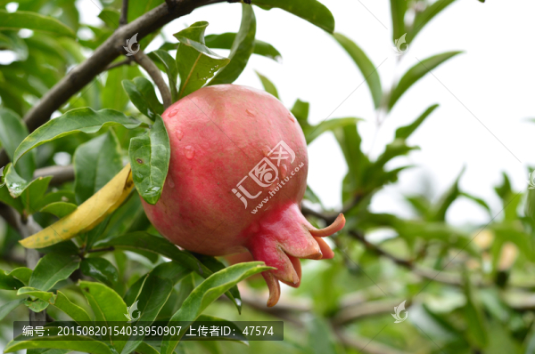 石榴