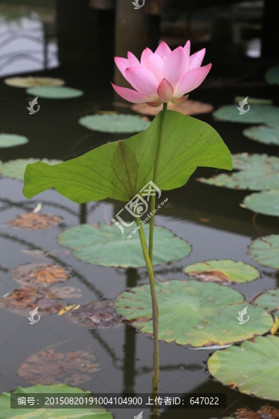 荷花,荷塘