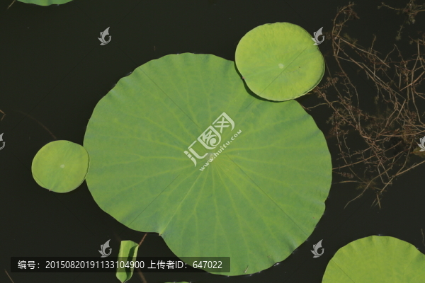 荷葉