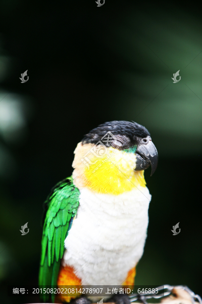 鸚鵡,鳥