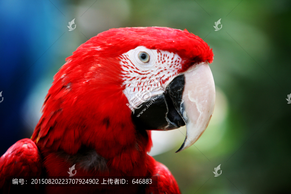 鸚鵡